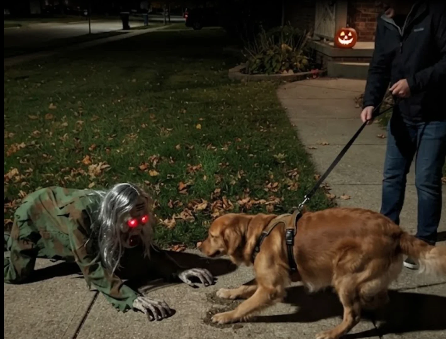 The dog would not walk past